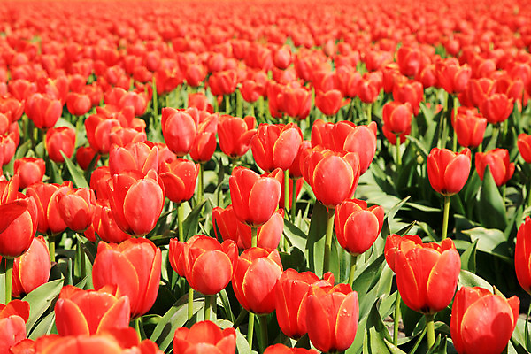 포토 JPG 해외이미지 식물 전통 계절 꽃잎 꽃 선 백그라운드 잎 패턴 밭 농업 자연 사람없음 야외 빨간색 초록색 여름 컬러풀 정원 봄 활발 튤립 성장 벚꽃 시골 침대 신선 개화 그룹 정상 네덜란드 원예 질감 장면 줄서기 많음 세련 해외202004 해외포토 유럽 산업 컬러 가구 컨셉 무늬 모션 취미 생태계 파일형식 이미지허브