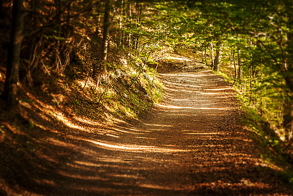 포토 JPG 해외이미지 나무 식물 공원 길 잎 곡선 자연 그림자 경사 사람없음 야외 초록색 여름 햇빛 갈색 맑음 산책 활발 터널 숲 언덕 해외202004 해외포토 계절 공공시설 선 컬러 컨셉 날씨 휴식 태양 생태계 파일형식 이미지허브