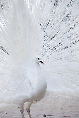 포토 JPG 해외이미지 1 공원 남자 야생동물 백그라운드 패턴 자연 조류 사람없음 야외 장식 가로 세로 컬러풀 머리 침묵 활발 펼침 흰색 우아함 공작 전시회 깃털 묘사 꼬리 부리 목 보여주기 꿩 고립 해외202004 해외포토 동물 공공시설 컬러 컨셉 무늬 모션 사람 신체부위 소리 전시 생태계 파일형식 이미지허브