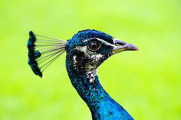 포토 JPG 해외이미지 동물 남자 야생동물 백그라운드 패턴 자연 조류 기술 사람없음 가로 초록색 파란색 컬러풀 머리 활발 우아함 공작 전시회 깃털 꼬리 부리 목 보여주기 꿩 수탉 멀티 웅장함 터키석 해외202004 해외포토 컬러 컨셉 무늬 모션 사람 신체부위 전시 닭 보석 수컷 생태계 파일형식 이미지허브
