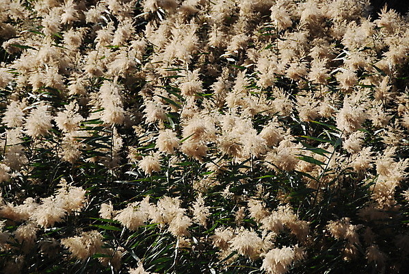 포토 JPG 해외이미지 식물 호수 백그라운드 잎 겨울 자연 지팡이 바람 건조 갈대 풍경 사람없음 초록색 여름 반사 갈색 봄 성장 춤 스카이라인 터키석 평야 해외202004 해외포토 자연요소 계절 컬러 날씨 문화예술 보석 생태계 파일형식 이미지허브