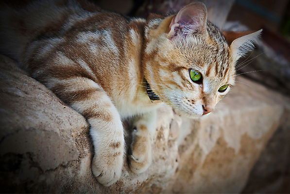 포토 JPG 해외이미지 발 주택 사람없음 초록색 고양이 닫기 귀 생강 거짓말 해외202004 해외포토 컬러 채소 포유류 모션 건물 신체부위 반려동물 파일형식 이미지허브