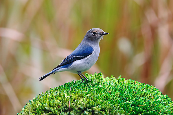 포토 JPG 해외이미지 나무 동물 여자 남자 아시아 얼굴 야생동물 백그라운드 날개 청소년 자연 조류 사람없음 야외 목재 가로 초록색 컬러풀 머리 환경 나뭇가지 막대기 닫기 숲 깃털 꼬리 부리 서식지 생태학 이국적 해외202004 해외포토 식물 교육 나라 컬러 재료 모션 사람 신체부위 생태계 파일형식 이미지허브