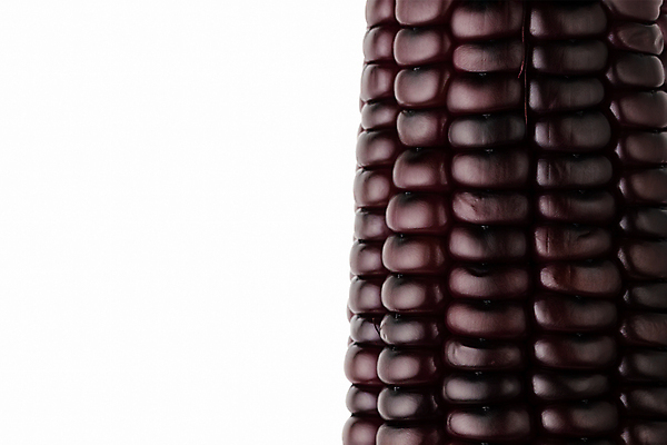 포토 JPG 해외이미지 식물 전통 계절 문화 음식 백그라운드 컨셉 농업 다이어트 채소 과일 재료 태국 건강 옥수수 씨앗 동양인 사람없음 장식 가로 빛 농장 보라색 흰색 신선 화려 달콤 낟알 유기농 날것 단백질 탄수화물 카피스페이스 해외202004 해외포토 웰빙 산업 아시아 컬러 곡류 인종 공백 맛 영양소 파일형식 이미지허브