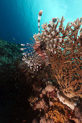 포토 JPG 해외이미지 식물 동물 모래 바다 백그라운드 자연 표면 어류 풍경 사람없음 물 파란색 컬러풀 햇빛 태양 바닷속 수중 광선 산호 아래 다이빙 장면 암초 깊이 소금물 이국적 침몰 파라다이스 해외202004 해외포토 자연요소 컬러 수영 수중동물 자포동물 방향 생태계 위치 수중스포츠 파일형식 이미지허브