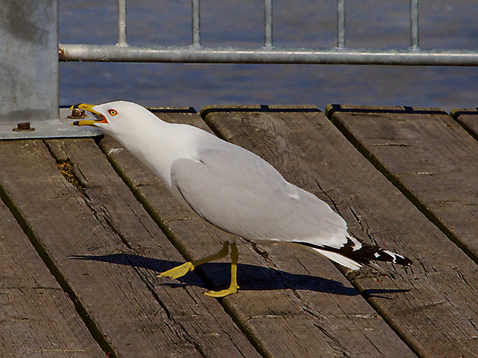 포토 JPG 해외이미지 응시 날개 갈매기 조류 사람없음 머리 회색 분노 흰색 표현 관찰 반지 은색 검색 호기심 열정 계산서 비명 해외202004 해외포토 동물 시선 감정 컬러 컨셉 장신구 모션 신체부위 파일형식 이미지허브
