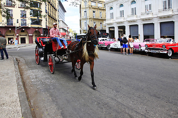 포토 JPG 해외이미지 나무 전통 교통수단 휴가 주택 그림자 사람 사람없음 야외 건물 일상 가로 관광지 맑음 자전거 운전 도시 기다림 우아함 라틴아메리카 버리기 택시 마차 시티라이프 쿠바 열대기후 해외202004 해외포토 식물 라이프스타일 건축물 여행 교통 컨셉 모션 승용차 자동차 날씨 아메리카 라이프 바이크 중앙아메리카 파일형식 이미지허브