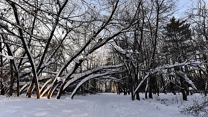 포토 JPG 해외이미지 나무 식물 계절 공원 길 여행 백그라운드 크리스마스 겨울 자연 하늘 날씨 새해 풍경 사람없음 야외 목재 파란색 빛 햇빛 환경 냉동 추위 흰색 나뭇가지 시골 숲 시원함 12월 서리 장면 1월 내추럴 눈내림 해외202004 해외포토 공공시설 기념일 컬러 재료 눈_날씨 태양 날짜 생태계 파일형식 이미지허브