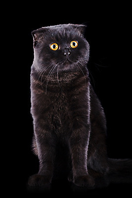 포토 JPG 해외이미지 동물 1 영어 응시 문화 얼굴 백그라운드 장난 포유류 가족 자연 영국 털 앉기 성인 사람없음 파란색 반려동물 갈색 고양이 줄무늬 회색 흰색 아기 고급 은색 작음 큼 자르기 슛 부드러움 얼룩무늬 솜털 고립 접기 스코틀랜드 해외202004 해외포토 문자 시선 유럽 컬러 컨셉 무늬 관계 모션 사람 신체부위 감각 크기 생태계 파일형식 이미지허브