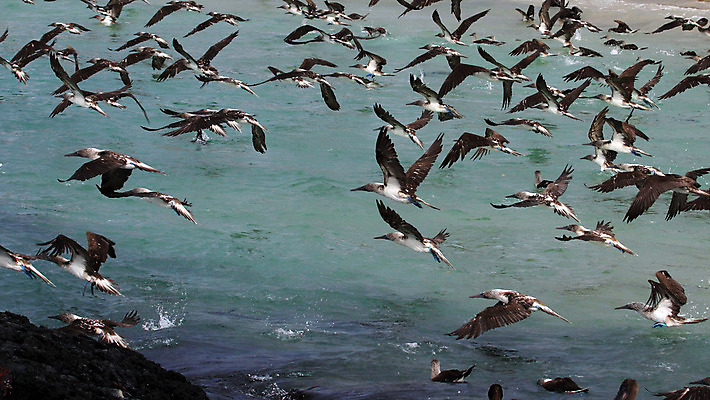 포토 JPG 해외이미지 동물 야생동물 바다 섬 여행 날개 자연 조류 낚시 휴가 종류 풍경 사람없음 야외 물 파란색 산타클로스 일출 환경 미국 떨어짐 보호 다이빙 부리 태평양 에콰도르 갈라파고스 멸종 남쪽 수유 양발 이국적 터키석 특별함 스플래쉬 해외202004 해외포토 자연요소 컬러 컨셉 크리스마스 북아메리카 레저 노을 수영 남아메리카 보석 방향 생태계 수중스포츠 파일형식 이미지허브
