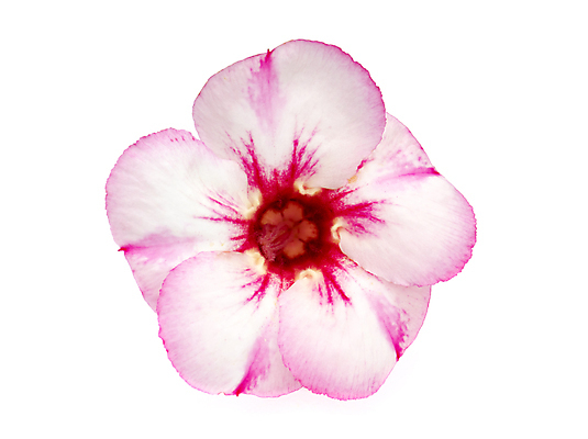 포토 JPG 해외이미지 식물 1 디자인 계절 꽃잎 꽃 분홍색 백그라운드 잎 꽃무늬 패턴 자연 선물 사람없음 장식 빨간색 여름 컬러풀 우주 정원 보라색 봄 벚꽃 흰색 신선 개화 진달래 오브젝트 싱글 데이지 꽃가루 양귀비 향 내추럴 고립 해외202004 해외포토 컬러 무늬 가루 생태계 파일형식 이미지허브