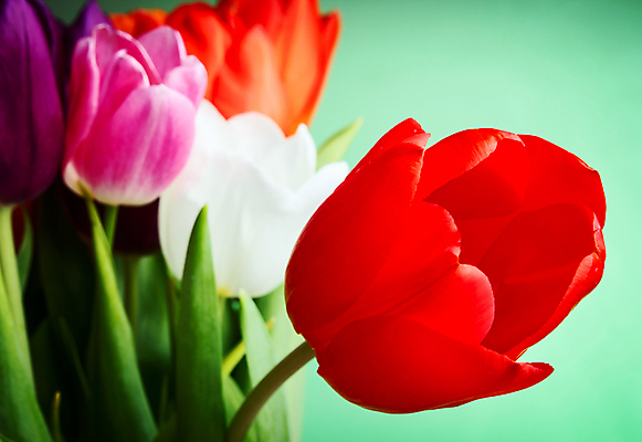 포토 JPG 해외이미지 식물 디자인 꽃잎 꽃 분홍색 백그라운드 꽃무늬 패턴 오렌지 자연 벽지 추상 휴가 선물 미술 사람없음 장식 빨간색 초록색 여름 노란색 봄 튤립 흰색 축하 인사 엽서 공상 엘리먼트 스타일 해외202004 해외포토 계절 컬러 컨셉 무늬 과일 문화예술 예절 편지 생태계 파일형식 이미지허브