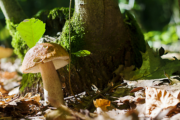포토 JPG 해외이미지 나무 식물 1 계절 음식 백그라운드 단풍 잎 다이어트 채소 재료 자연 사람없음 목재 초록색 빛 햇빛 태양 갈색 환경 맑음 저녁식사 버섯 성장 광선 가을 흰색 삼 숲 큼 수집 먹기 유기농 날것 내추럴 곰팡이 그물버섯 식용 채식주의자 캡모자 해외202004 해외포토 자연요소 모자_잡화 웰빙 컬러 모션 날씨 건강 식사 크기 생태계 채식 파일형식 이미지허브