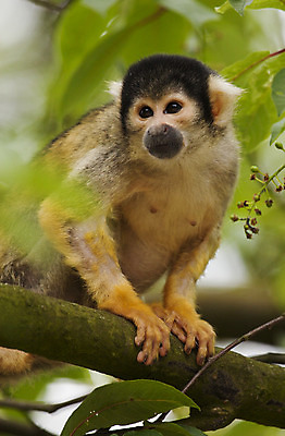 포토 JPG 해외이미지 나무 야생동물 잎 포유류 동물원 사람없음 야외 가로 초록색 갈색 노란색 검은색 나뭇가지 원숭이 해외202004 해외포토 식물 동물 컬러 파일형식 이미지허브