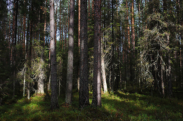 포토 JPG 해외이미지 나무 구름 꽃 야생동물 백그라운드 밭 자연 하늘 아침 풍경 사람없음 야외 초록색 여름 파란색 빛 햇빛 노란색 환경 맑음 침묵 벚꽃 흰색 소나무 숲 지역 북쪽 내추럴 가문비나무 해외202004 해외포토 주간 자연요소 식물 동물 계절 컬러 농업 날씨 태양 소리 방향 생태계 파일형식 이미지허브