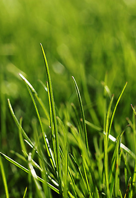 포토 JPG 해외이미지 식물 계절 백그라운드 잎 밭 자연 잔디 사람없음 초록색 여름 환경 정원 봄 성장 신선 칼날 내추럴 블러 해외202004 해외포토 컬러 농업 생태계 파일형식 이미지허브