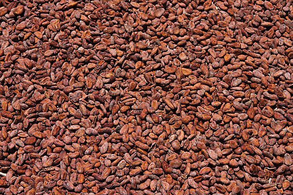 포토 JPG 해외이미지 백인 음식 백그라운드 농업 다이어트 과일 재료 자연 디저트 콩 사탕 요리 씨앗 사람없음 갈색 초콜릿 어둠 에너지 달콤 맛 굽기 먹기 묘사 날것 코코아 내추럴 마다가스카르 카카오 해외202004 해외포토 서양인 식물 산업 음료 컬러 컨셉 모션 곡류 건강 구이 생태계 파일형식 이미지허브