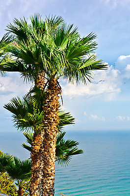 포토 JPG 해외이미지 나무 구름 바다 하늘 손바닥 풍경 사람없음 초록색 파란색 지중해 해외202004 해외포토 자연요소 식물 손 컬러 파일형식 이미지허브