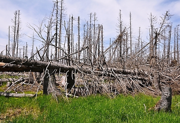 포토 JPG 해외이미지 자연 하늘 풍경 사람없음 야외 목재 초록색 환경 에너지 숲 장작 나무껍질 가뭄 자원 내추럴 수목 해외202004 해외포토 나무 컬러 재료 날씨 껍질 생태계 파일형식 이미지허브