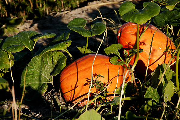 포토 JPG 해외이미지 계절 음식 밭 농업 채소 오렌지 부분 자연 호박 휴가 건강 사람없음 장식 농작물 농장 축제 할로윈 수확 가을 등불 축하 시장 11월 인도인 유기농 날것 박 추수감사절 O 잭 10월 내추럴 밭일 잭오랜턴 해외202004 해외포토 외국인 웰빙 알파벳 산업 기독교 컨셉 과일 조명 동양인 날짜 생태계 파일형식 이미지허브