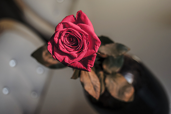 포토 JPG 해외이미지 식물 1 디자인 기념일 꽃잎 꽃 백그라운드 컨셉 잎 꽃무늬 자연 추상 휴가 발렌타인데이 선물 사랑 사람없음 장식 빨간색 초록색 물 장미 정원 꽃병 어둠 젖음 벚꽃 축하 신선 센터 닫기 심볼 오브젝트 싱글 질감 열정 해외202004 해외포토 자연요소 감정 컬러 무늬 모션 데이이벤트 이벤트 생태계 파일형식 이미지허브