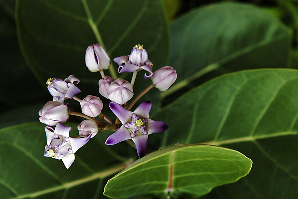 포토 JPG 해외이미지 식물 꽃 아시아 잎 자연 열대 건강 사람없음 초록색 파란색 보라색 약초 허브 제비꽃 거인 내추럴 치료제 해외202004 해외포토 나라 컬러 약 풀_식물 생태계 파일형식 이미지허브