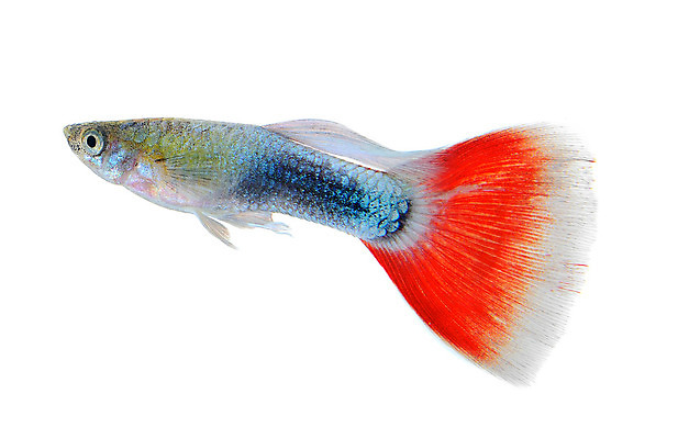 포토 JPG 해외이미지 동물 남자 백그라운드 이동 오렌지 모션 자연 어류 사람없음 장식 빨간색 물 반려동물 유행 검은색 수중 수영 신선 공작 꼬리 탱크 수족관 강렬 고립 해외202004 해외포토 자연요소 컬러 컨셉 과일 조류 사람 수중동물 수상스포츠 생태계 파일형식 이미지허브