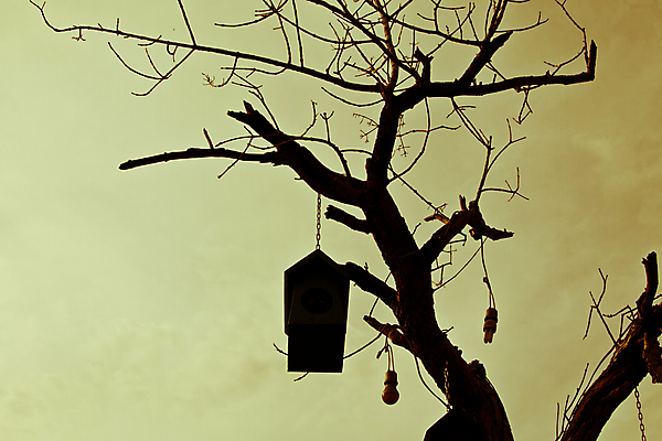 포토 JPG 해외이미지 나무 동물 계절 꽃 야생동물 백그라운드 잎 자연 조류 하늘 지붕 주택 매달리기 사람없음 야외 목재 장식 가로 초록색 여름 파란색 상자 컬러풀 노란색 정원 봄 흰색 나뭇가지 시골 구멍 닫기 둥지 숲 작음 질감 새장 서식지 내추럴 고립 옛날 핸드메이드 해외202004 해외포토 식물 컬러 재료 모션 건물 크기 생태계 케이지 파일형식 이미지허브