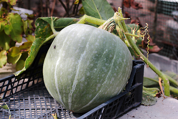 포토 JPG 해외이미지 나무 식물 디자인 계절 꽃 음식 줄기 백그라운드 잎 밭 농업 채소 과일 자연 호박 건강 사람없음 야외 초록색 여름 농장 노란색 정원 흙 수확 가을 아기 신선 덩굴 작음 큼 허브 유기농 날것 아이비 스쿼시 내추럴 땅바닥 밭일 숙성 채식주의자 해외202004 해외포토 웰빙 산업 스포츠 컬러 바닥 사람 구기 크기 생태계 채식 파일형식 이미지허브