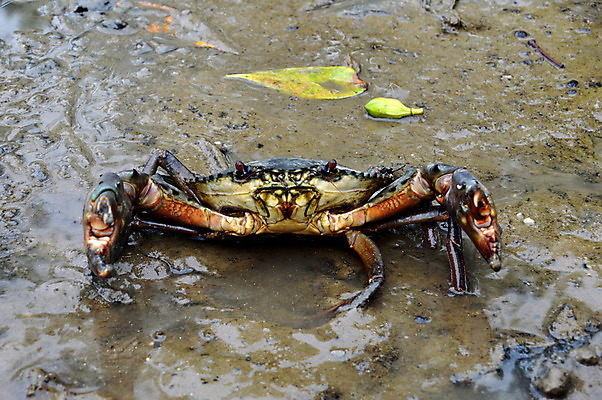 포토 JPG 해외이미지 동물 여자 남자 아시아 야생동물 음식 모래 바다 백그라운드 절지류 자연 초식동물 갑각류 동양인 사람없음 빨간색 물 모래사장 검은색 산책 게 신선 구멍 습지 농부 먹기 해산물 뿌리 진흙 거인 생태학 집게발 해외202004 해외포토 자연요소 직업 교육 나라 컬러 모션 휴식 사람 인종 생태계 파일형식 이미지허브
