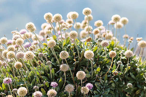 포토 JPG 해외이미지 식물 꽃 백그라운드 곡선 자연 새로움 사람없음 초록색 물 정원 검은색 봄 성장 물방울 신선 오픈 우아함 닫기 보호 묘사 솜털 돌봄 헌병 해외202004 해외포토 자연요소 계절 선 컬러 컨셉 모션 군인 생태계 파일형식 이미지허브
