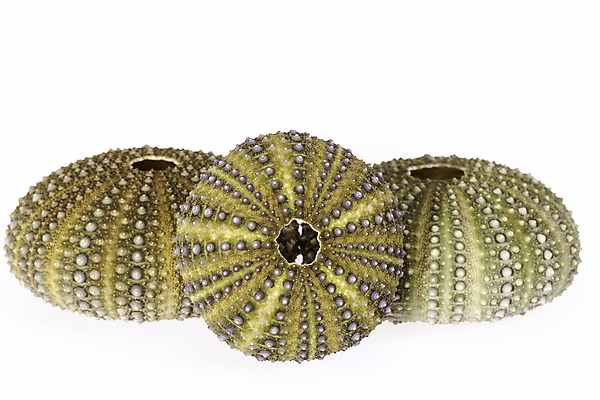 포토 JPG 해외이미지 모양 동물 바다 자연 골격 사람없음 초록색 물 환경 수중 껍질 그룹 호주 수집 생태계 인도네시아 기념품 태평양 인도양 몰디브 카리브해 내추럴 이국적 해외202004 해외포토 자연요소 아시아 컬러 오세아니아 오브젝트 파일형식 이미지허브