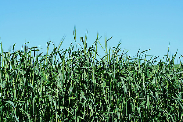 포토 JPG 해외이미지 밭 농업 자연 사람없음 농작물 시골 볏짚 낟알 땅 밀짚 밭일 해외202004 해외포토 산업 짚 생태계 파일형식 이미지허브