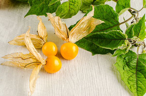 포토 JPG 해외이미지 식물 열매 꽃 음식 백그라운드 잎 다이어트 오렌지 과일 자연 디저트 건강 씨앗 사람없음 목재 노란색 중국 활발 껍질 가을 흰색 신선 체리 그룹 달콤 맛 망토 배열 먹기 오브젝트 날것 흙더미 고립 구스베리 꼬투리 땅바닥 숙성 이국적 해외202004 해외포토 나무 계절 아시아 컬러 컨셉 재료 모션 바닥 흙 생태계 파일형식 더미 이미지허브