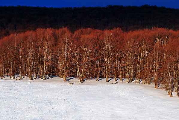 포토 JPG 해외이미지 나무 계절 공원 도로 여행 백그라운드 크리스마스 겨울 자연 하늘 날씨 새로움 산 풍경 사람없음 야외 목재 빛 햇빛 태양 일출 냉동 얼음 일몰 새벽 추위 흰색 시골 숲 서리 장면 북쪽 내추럴 방법 눈내림 가문비나무 해외202004 해외포토 자연요소 식물 공공시설 기념일 길 컬러 컨셉 재료 교통시설 눈_날씨 노을 방향 생태계 파일형식 이미지허브