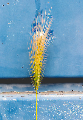 포토 JPG 해외이미지 식물 음식 빵 백그라운드 농업 자연 아침 씨앗 사람없음 초록색 여름 파란색 농작물 농장 농경지 머리 문 금속 새벽 활발 젖음 추위 무대 수확 성장 시골 그리기 이슬 낟알 시리얼 밀 속도 싱글 복고 보리 스파이크 밀짚 내추럴 개발 특별함 세련 귀리 해외202004 해외포토 주간 자연요소 계절 산업 컬러 컨셉 모션 재질 곡류 신체부위 짚 생태계 파일형식 이미지허브