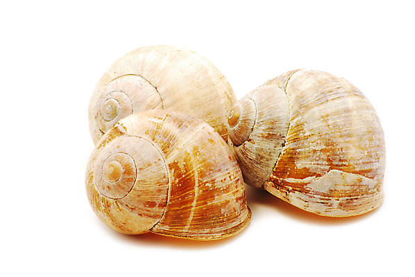 포토 JPG 해외이미지 바다 백그라운드 컨셉 자연 추상 조개 그림자 사람없음 물 갈색 노란색 환경 껍질 흰색 원형 중앙 구매 오브젝트 서식 날카로움 원뿔 내추럴 고립 옛날 해외202004 해외포토 자연요소 도형 컬러 무늬 어패류 쇼핑 생태계 파일형식 이미지허브