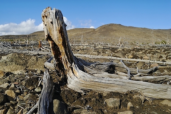 포토 JPG 해외이미지 나무 식물 자연 하늘 산 건조 풍경 경사 사람없음 목재 환경 회색 죽음 숲 뿌리 생태학 옛날 해외202004 해외포토 교육 컬러 재료 생태계 파일형식 이미지허브