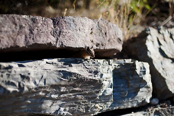 포토 JPG 해외이미지 식물 동물 도로 여행 지도 자연 하늘 휴가 풍경 사람없음 초록색 파란색 갈색 여행객 미국 바위 발사 배낭여행 정사각형 방문 숨김 방법 백패커 해외202004 해외포토 도형 길 컬러 컨셉 북아메리카 교통시설 사람 돌_바위 생태계 파일형식 이미지허브