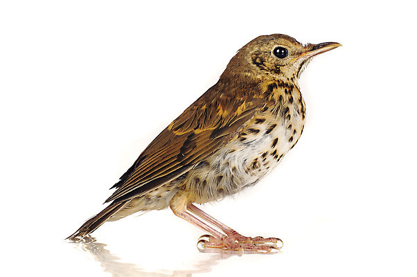 포토 JPG 해외이미지 동물 응시 야생동물 백그라운드 날개 노래 자연 조류 생물 서기 사람없음 여름 갈색 정원 흰색 얼룩 황무지 닫기 보호 작음 깃털 꼬리 부리 남쪽 내추럴 고립 발톱 생태학 해외202004 해외포토 시선 계절 교육 음악 컬러 컨셉 모션 발 크기 방향 생태계 파일형식 이미지허브