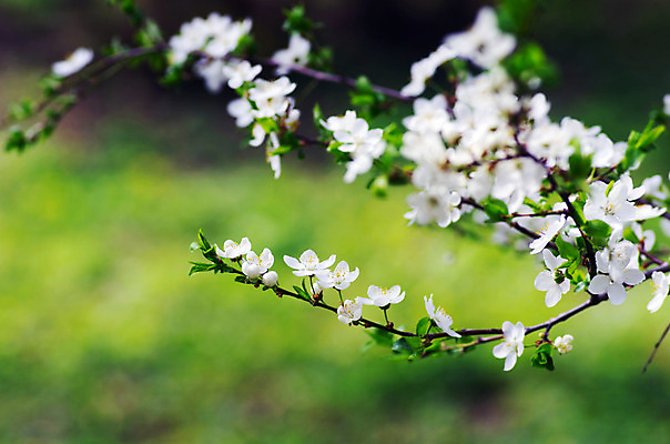 포토 JPG 해외이미지 나무 식물 계절 꽃잎 꽃 분홍색 백그라운드 잎 꽃무늬 자연 사람없음 야외 여름 빛 컬러풀 햇빛 태양 정원 맑음 봄 성장 벚꽃 흰색 신선 시간 개화 체리 사과 소프트포커스 과수원 원예 보케 내추럴 살구 효과 해외202004 해외포토 자연요소 컬러 무늬 농업 과일 날씨 촬영기법 취미 생태계 파일형식 이미지허브