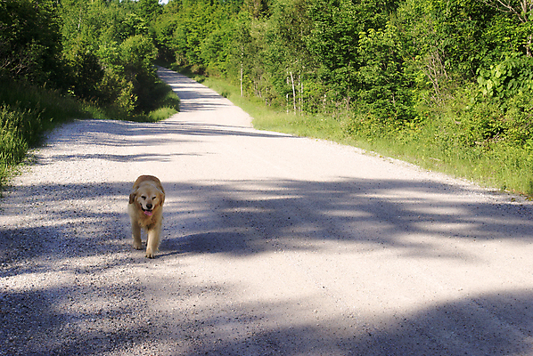 포토 JPG 해외이미지 주간 나무 동물 1 응시 남자 도로 자연 따뜻함 성인 사람없음 야외 가로 초록색 여름 반려동물 햇빛 노란색 걷기 침묵 산책 자유 시골 황금 개 리트리버 숲 큼 래브라도리트리버 송곳니 고립 동반자 무료 복종 신앙심 옛날 카피스페이스 해외202004 해외포토 자연요소 식물 시선 계절 길 컬러 컨셉 포유류 교통시설 모션 휴식 사람 태양 소리 공백 치아 크기 생태계 파일형식 이미지허브