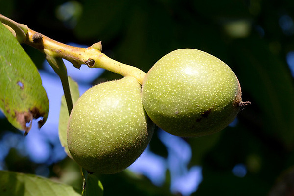 포토 JPG 해외이미지 나무 식물 계절 음식 백그라운드 잎 농업 과일 재료 자연 건강 사람없음 초록색 여름 농장 갈색 정원 견과류 수확 성장 덮개 껍질 가을 나뭇가지 시골 신선 오픈 수집 묘사 호두 내추럴 밭일 숙성 채식주의자 비건 해외202004 해외포토 산업 컬러 뚜껑 생태계 채식 파일형식 이미지허브