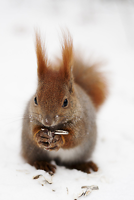 포토 JPG 해외이미지 동물 척추동물 1 응시 공원 야생동물 겨울 포유류 자연 생물 털 앉기 사람없음 야외 빨간색 세로 추위 견과류 껍질 흰색 설치류 숲 작음 모피 먹기 꼬리 다람쥐 솜털 폴란드 경보 수유 해외202004 해외포토 시선 계절 공공시설 유럽 컬러 모션 크기 생태계 파일형식 이미지허브
