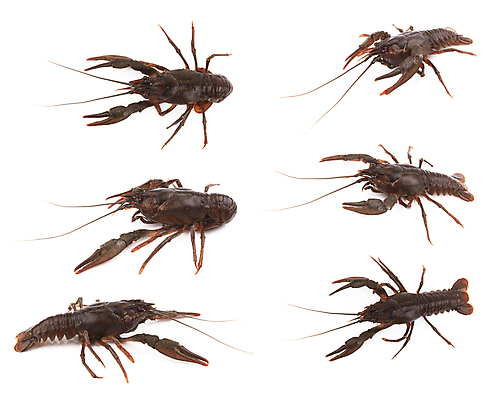 포토 JPG 해외이미지 동물 1 야생동물 음식 백그라운드 발 자연 낚시 집게 갑각류 요리 사람없음 강 사진촬영 흰색 신선 가재 해산물 유기농 날것 영양 내추럴 고립 신맛 해외202004 해외포토 웰빙 컬러 레저 신체부위 촬영 맛 생태계 파일형식 이미지허브