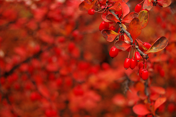 포토 JPG 해외이미지 모양 나무 식물 디자인 계절 공원 백그라운드 단풍 잎 캐나다 패턴 오렌지 자연 벽지 건조 사람없음 야외 목재 빨간색 초록색 컬러풀 햇빛 노란색 환경 침묵 가을 나뭇가지 황금 숲 9월 11월 질감 10월 내추럴 고립 옛날 해외202004 해외포토 공공시설 컬러 북아메리카 무늬 과일 재료 태양 소리 날짜 생태계 파일형식 이미지허브