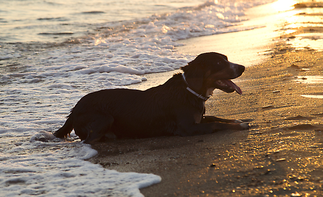 포토 JPG 해외이미지 동물 행복 모래 파도 바다 포유류 자연 휴가 털 해변 사람없음 야외 물 여름 반려동물 태양 갈색 검은색 젖음 개 강아지 코 귀 기르기 무료 해외202004 해외포토 자연요소 계절 감정 컬러 신체부위 생태계 돌봄 파일형식 이미지허브