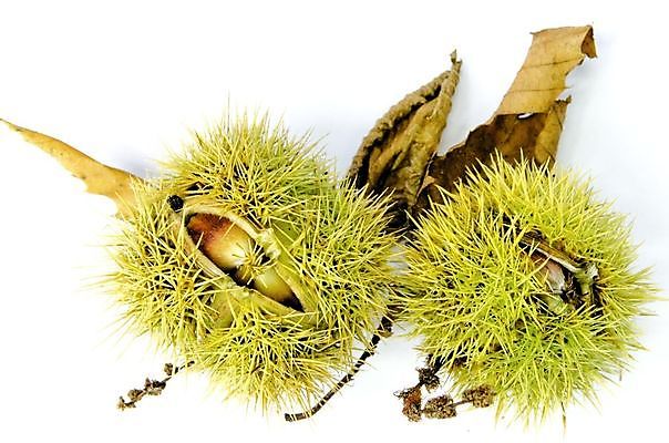 포토 JPG 해외이미지 식물 계절 음식 백그라운드 잎 과일 자연 사람없음 초록색 컬러풀 갈색 견과류 가을 흰색 신선 달콤 날것 10월 내추럴 고립 식용 해외202004 해외포토 컬러 날짜 맛 생태계 파일형식 이미지허브