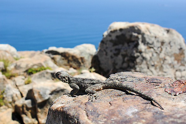 포토 JPG 해외이미지 동물 척추동물 한마리 응시 야생동물 백그라운드 파충류 자연 하늘 생물 사람없음 옆모습 가로 파란색 갈색 피부 도마뱀 이구아나 이국적 해외202004 해외포토 1 시선 뷰포인트 컬러 신체부위 생태계 파일형식 이미지허브