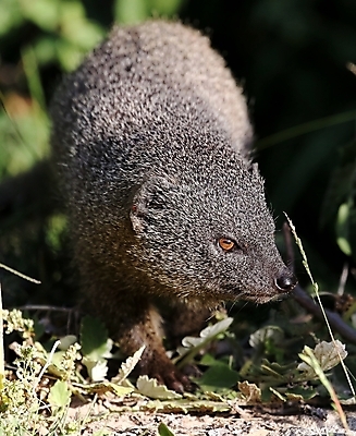 포토 JPG 해외이미지 동물 응시 야생동물 포유류 아프리카 자연 털 사람없음 회색 얼룩 작음 모피 사파리 경보 해외202004 해외포토 시선 나라 컬러 크기 생태계 파일형식 이미지허브